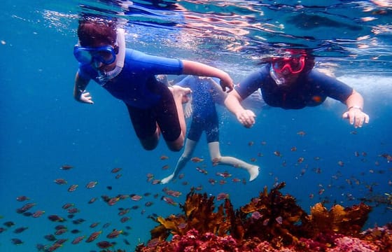 Family Snorkeling Tour with Private Guide In Sydney