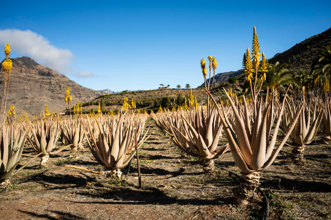 Gran Canaria from the Heights: Fataga and Tejeda photo 5