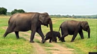 2 Day Udwalawa Safari Tour 1