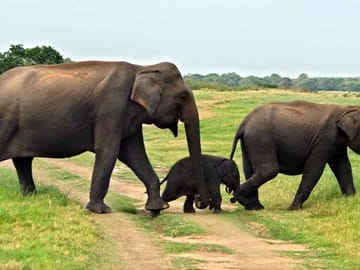 Two-Day Udawalawe National Park Safari from Colombo