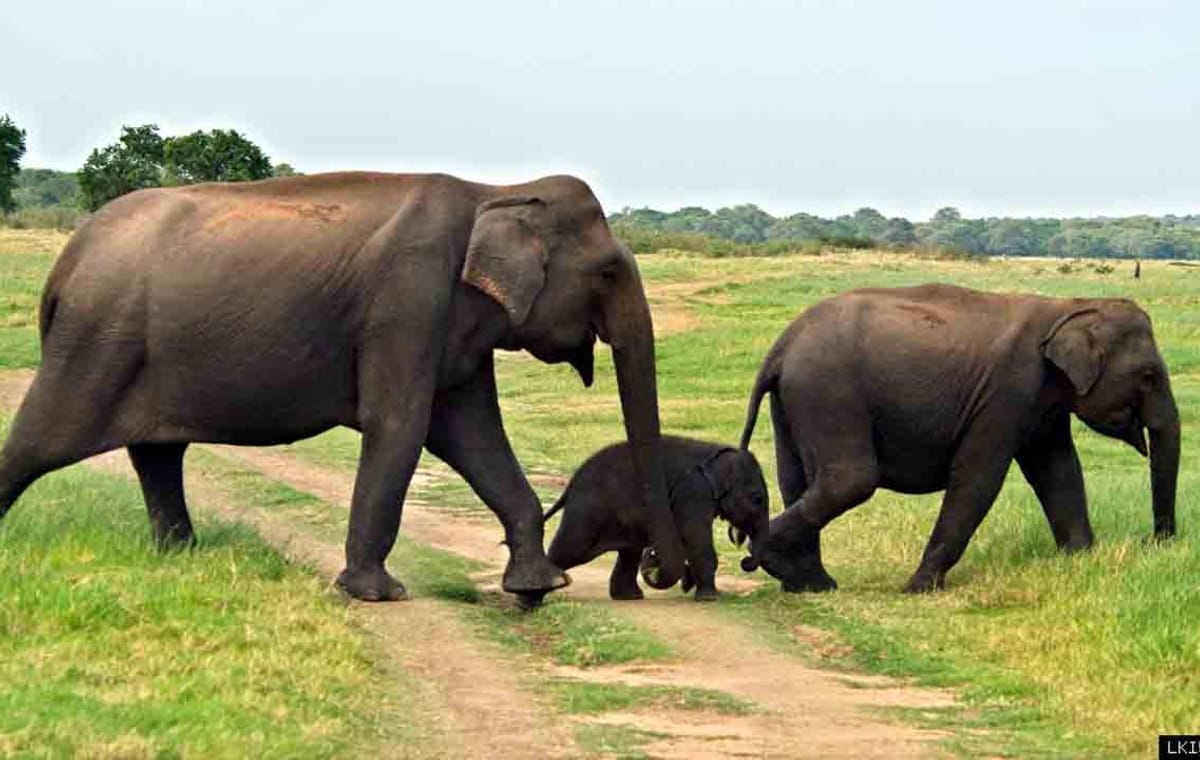 2 Day Udwalawa Safari Tour