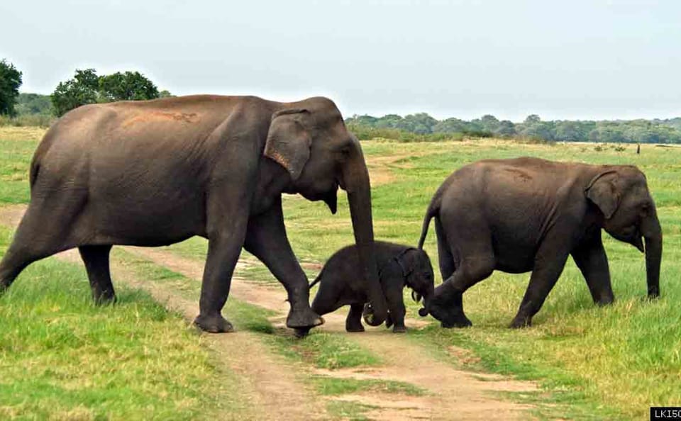 Two-Day Udawalawe National Park Safari from Colombo