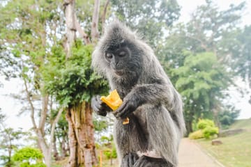 Kuala Selangor Fireflies Tour with Seafood Dinner Experience