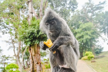 Fireflies Tour with Blue Tears & Seafood Dinner on Private Basis