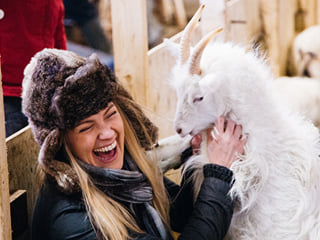 Game of Throne Goats!
