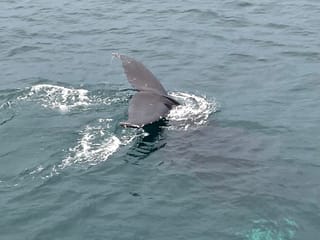 Ultimate Whale Watching Adventure on a RIB Speedboat in Reykjavík Bay, Iceland, photo 10