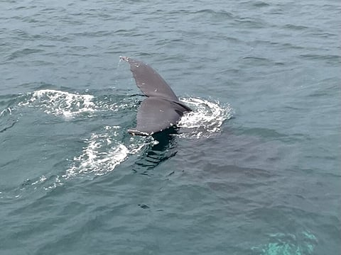 Ultimate Whale Watching Adventure on a RIB Speedboat in Reykjavík Bay, Iceland, photo 10