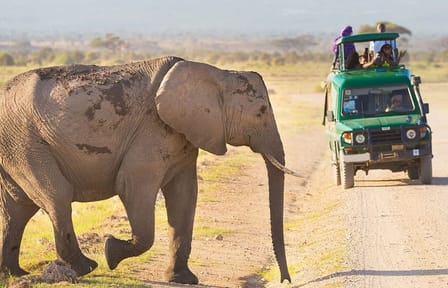 4-Day Masai Mara and Lake Naivasha Safari Tour in Kenya