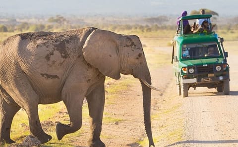 4-Day Masai Mara and Lake Naivasha Safari Tour in Kenya