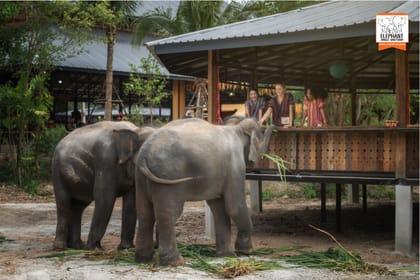Feed Elephants at Elephant Jungle Sanctuary in Chiang Mai