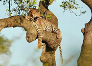 Lion & Elephant Safari Adventure Full-Day Tour 3