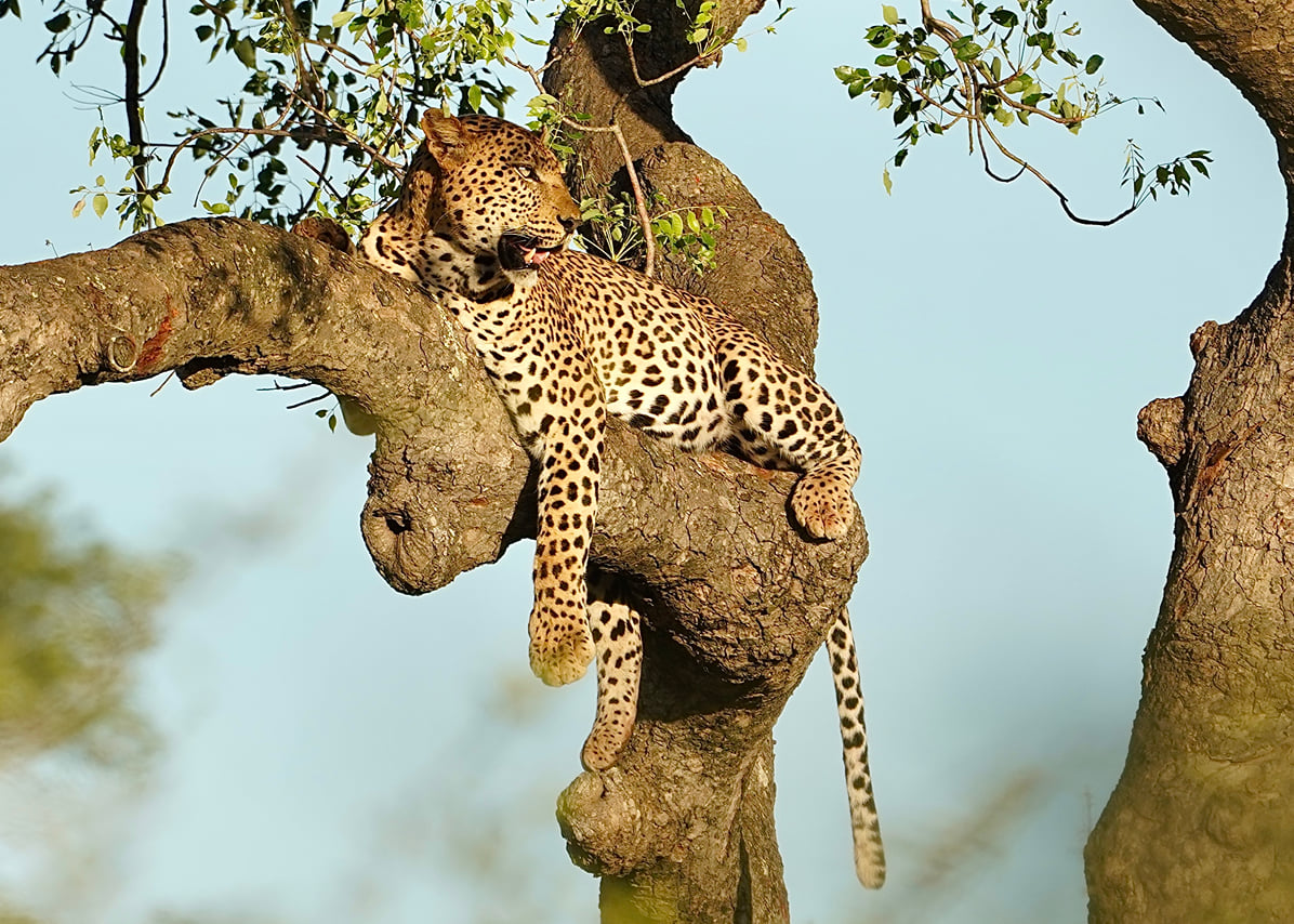 Lion & Elephant Safari Adventure Full-Day Tour 3