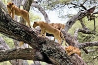 1-Day Lake Manyara Tour from Arusha 1