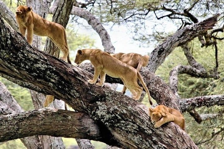 Things to do in Tanzania