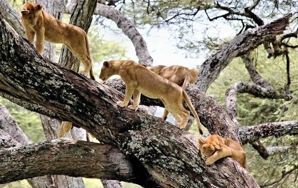 ATV Safari Tour in Lake Manyara National Park from Arusha
