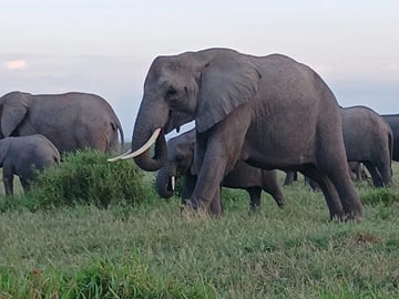 Two days Maasai Mara guided tour