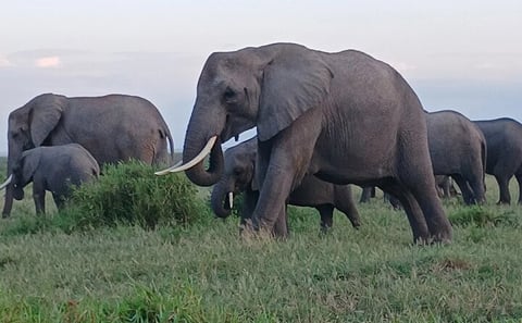 Two days Maasai Mara guided tour