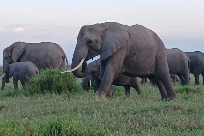 Two days Maasai Mara guided tour 4