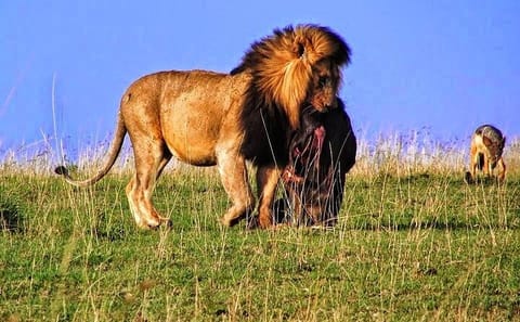 3-Day Private Safari Adventure in Samburu National Park, Kenya