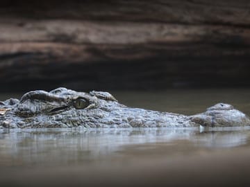 Everglades National Park Tour with Hotel Pickup from Miami