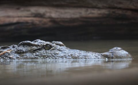 Everglades National Park Tour with Hotel Pickup from Miami