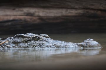 Everglades National Park Tour with Hotel Pickup from Miami