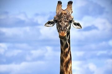 3 Days Maasai Mara Private Safari