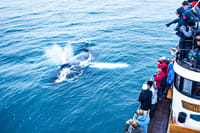 Knörrinn next to a humpback whale