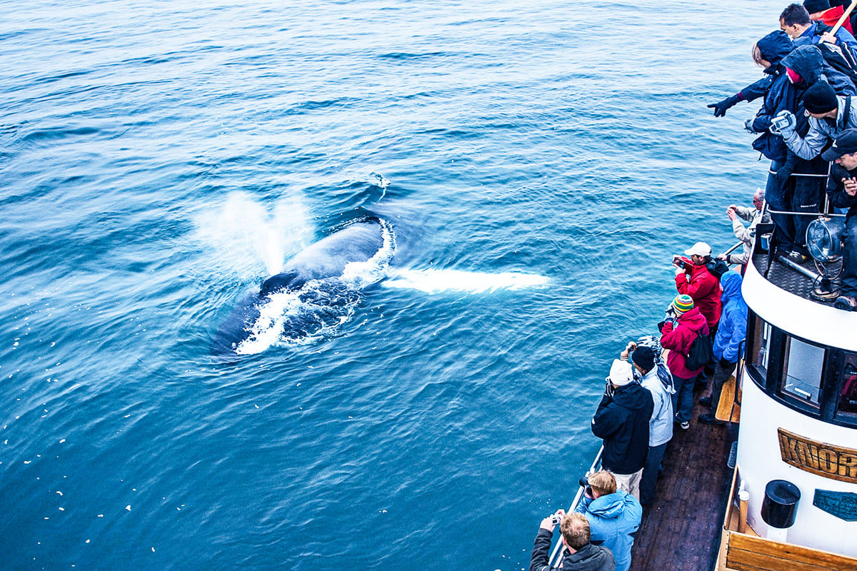Knörrinn next to a humpback whale