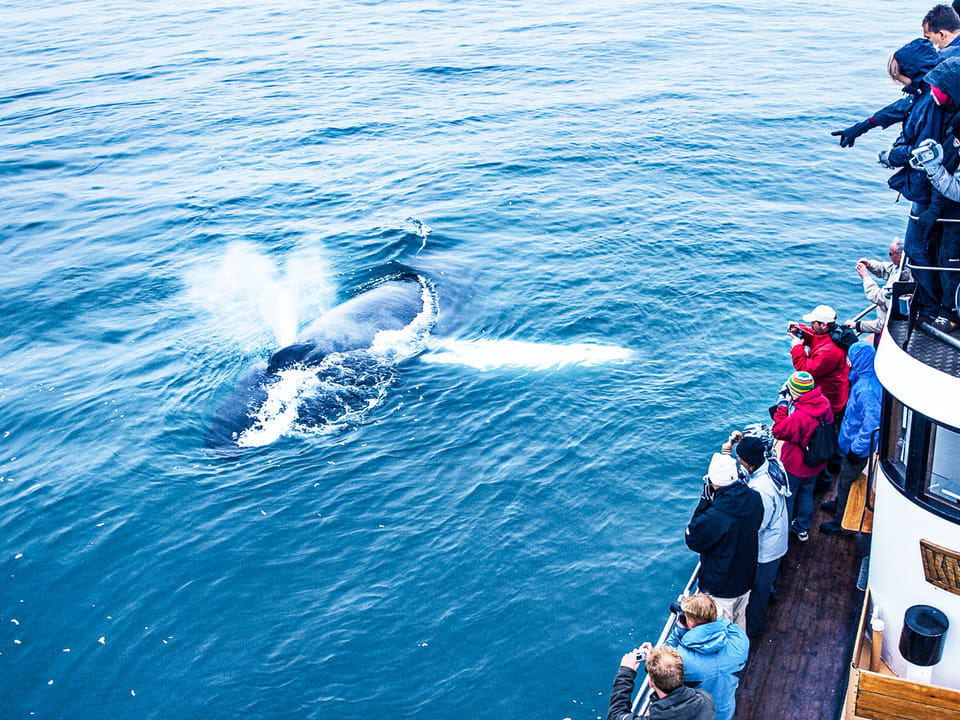 Whale Watching Eyjafjörður: From Árskógssandur — North Sailing