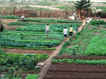 farming in hanoi, vegetable