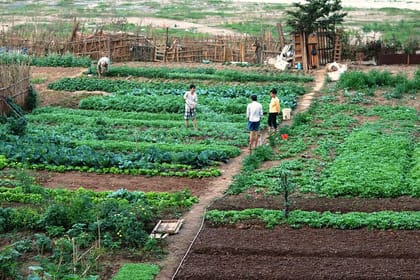 FARM TOUR AND HOME COOKING WITH LOCAL FAMILY IN HANOI 3-5 hours