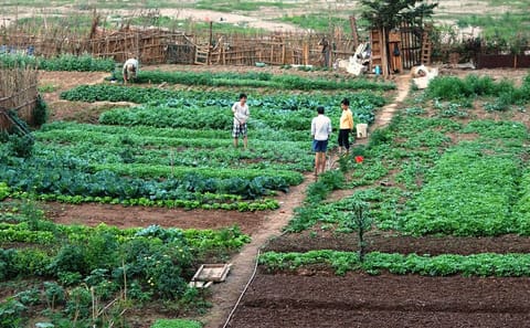 Farm Tour and Cooking Class with Local Family in Hanoi