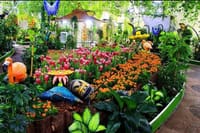  Dubai Butterfly Garden  6
