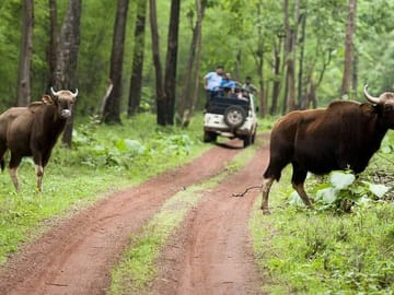 Wildlife Safari Tour in Tadoba, Pench, Kanha & Bandhavgarh