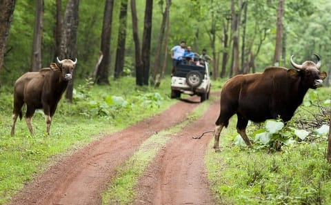 Wildlife Safari Tour in Tadoba, Pench, Kanha & Bandhavgarh