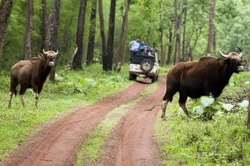 Wildlife Safari Tour in Tadoba, Pench, Kanha & Bandhavgarh