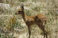 Impala