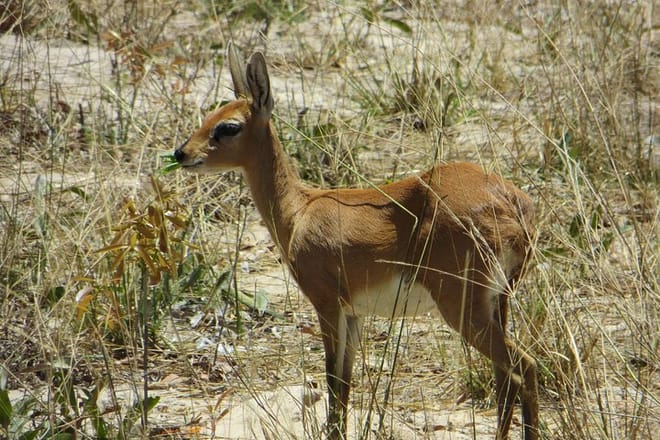 Impala