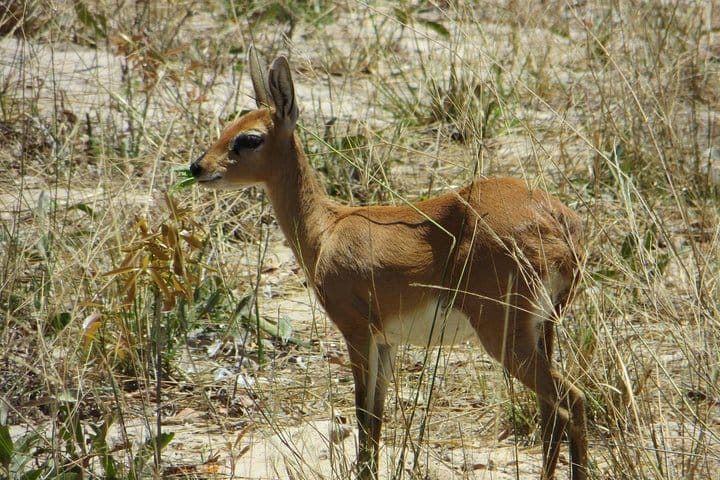 Impala