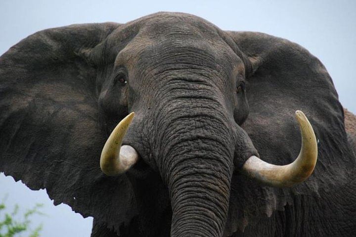 View African Elephants on tour