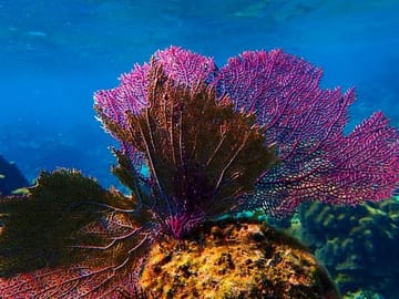 Catamaran Snorkel Tour in Roatán with Shipwreck Exploration