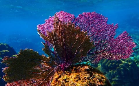 Catamaran Snorkel Tour in Roatán with Shipwreck Exploration