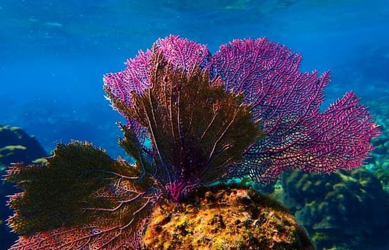 Catamaran Snorkel including Shipwreck and Starfish with Transfer