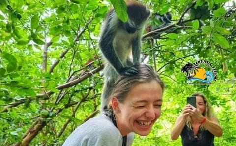 Jozani Forest Nature Tour with Lunch at The Rock Restaurant