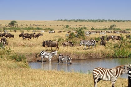 2 Days Masai Mara Private Safari in 4WD Jeep