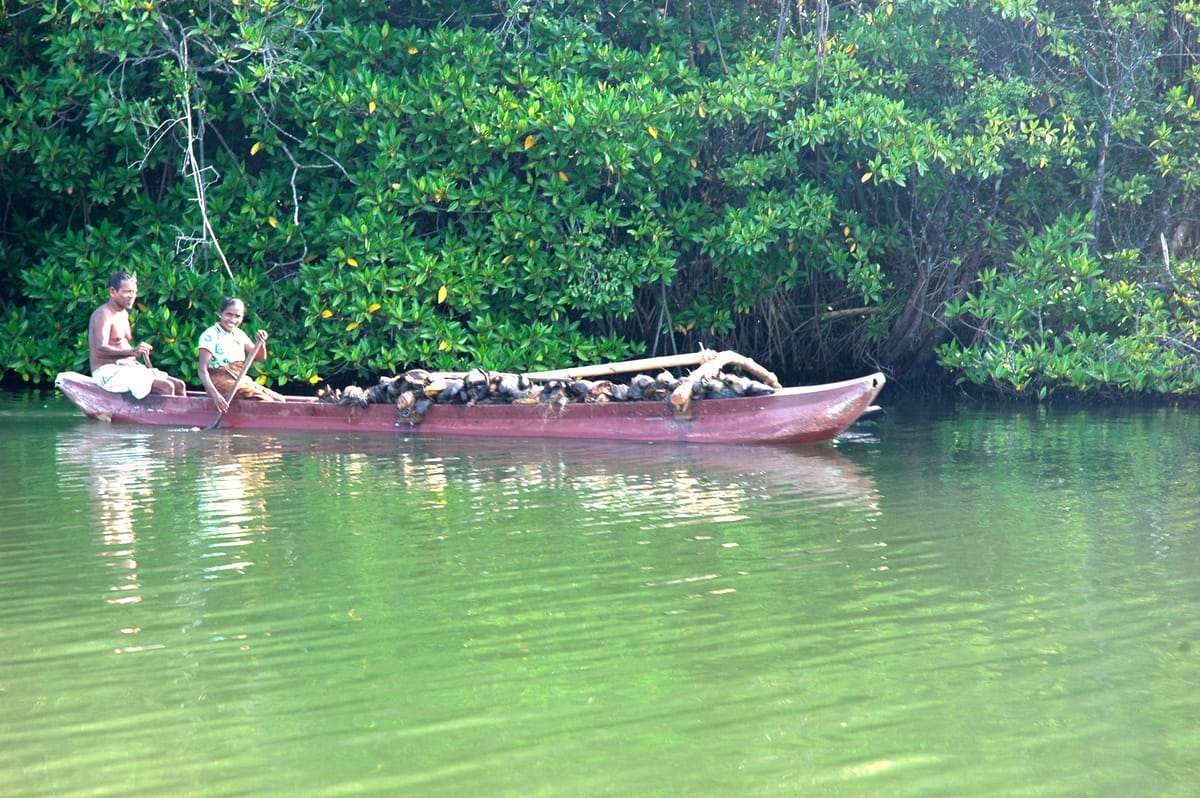 SAFARI SRI LANKA  [Budget Travel Package]