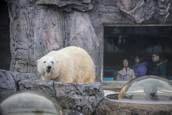 Asahiyama Zoo One-Day Tour