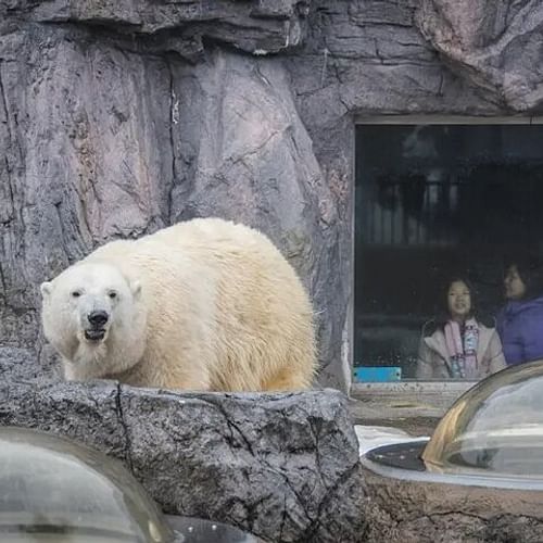 Asahiyama Zoo One-Day Tour