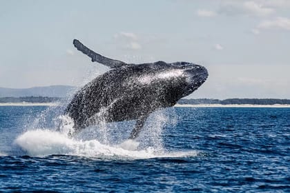 Whales Watching Hermanus Boat Trip and Private Wine Tour